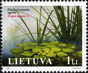 Water Chestnut (Trapa natans)