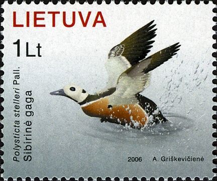 Steller's Eider (Polysticta stelleri)