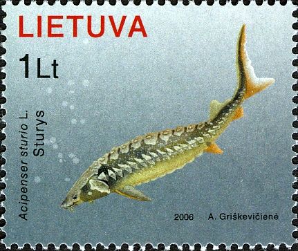Baltic Sturgeon (Acipenser sturio)