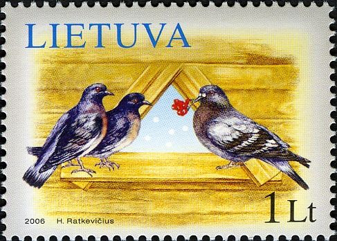 Rock Pigeon (Columba livia)