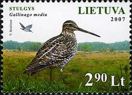 Great Snipe (Gallinago media)