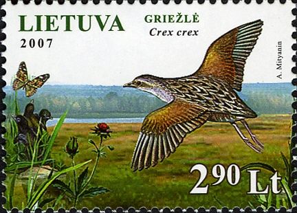 Corncrake (Crex crex)
