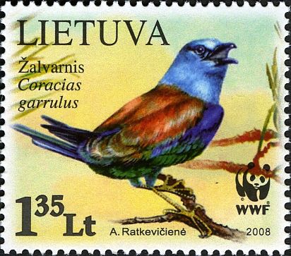 European Roller (Coracias garrulus), Open Beak