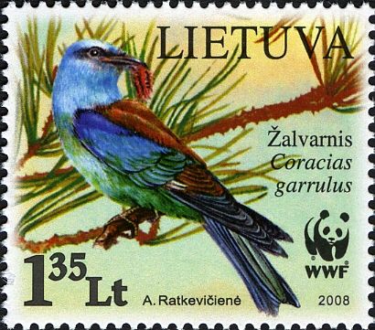 European Roller (Coracias garrulus), Looking Back