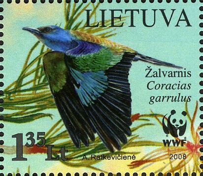 European Roller (Coracias garrulus), in Flight