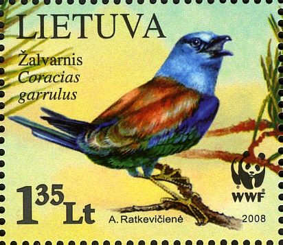 European Roller (Coracias garrulus), Open Beak