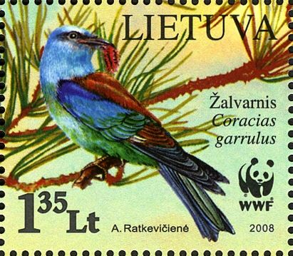 European Roller (Coracias garrulus), Looking Back