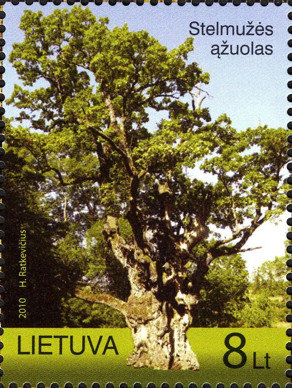 Stelmužės Oak - The Oldest Oak in Lithuania