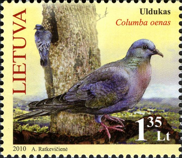 Stock Dove (Columba oenas)