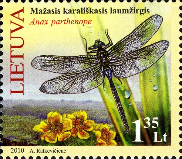 Lesser Emperor Dragonfly (Anax parthenope)