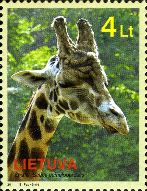 Giraffe (Giraffa camelopardalis)
