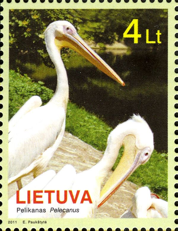 Rosy Pelican (Pelecanus onocrotalus)