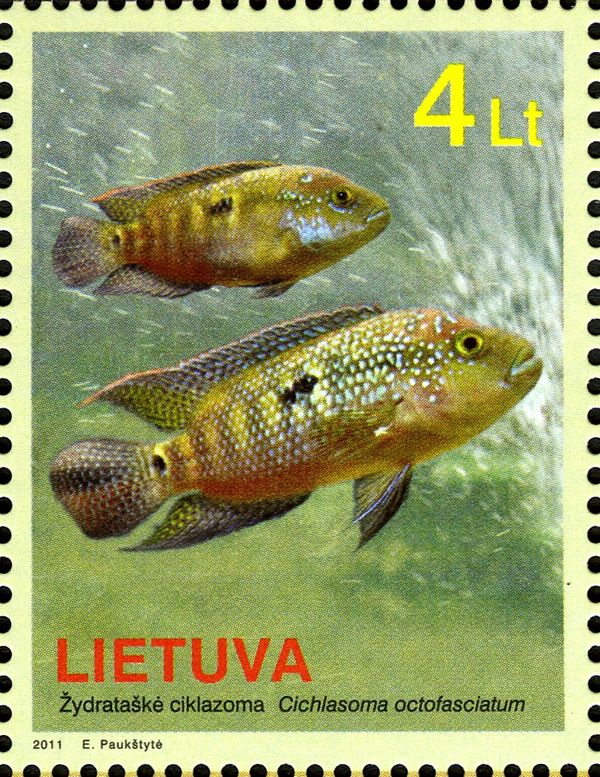 Jack Dempsey (Cichlasoma octofasciatum)