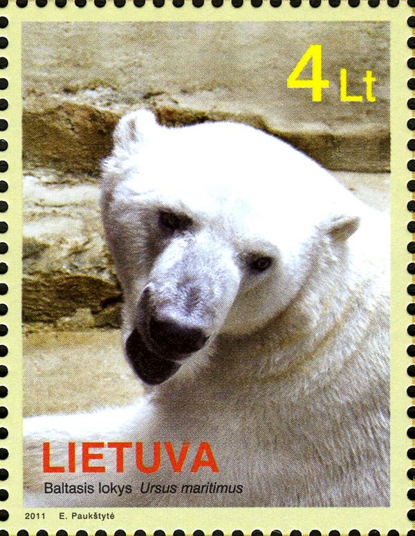 Polar Bear (Ursus maritimus)