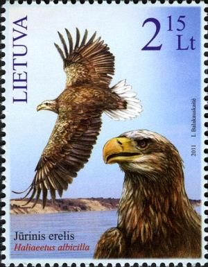 White-tailed Sea Eagle (Haliaeetus albicilla)