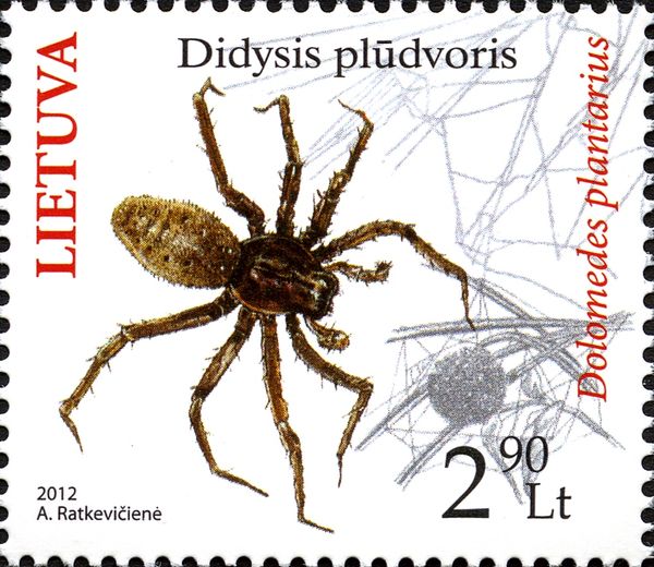 Great Raft Spider (Dolomedes plantarius)