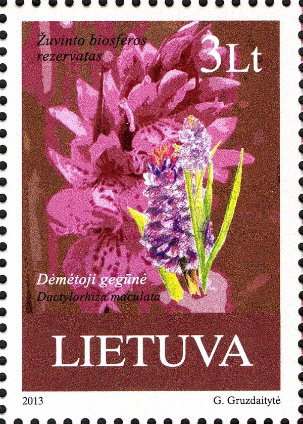 Heath Spotted Orchid (Dactylorhiza maculata)