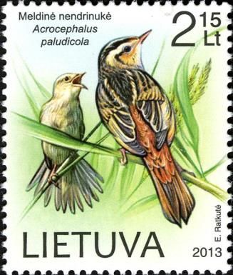 Aquatic Warbler (Acrocephalus paludicola)