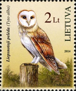 Western Barn Owl (Tyto alba)