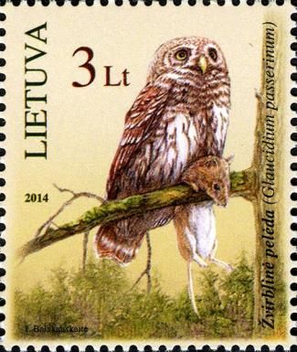 Eurasian Pygmy-Owl (Glaucidium passerinum)