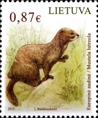 European Mink (Mustela lutreola)