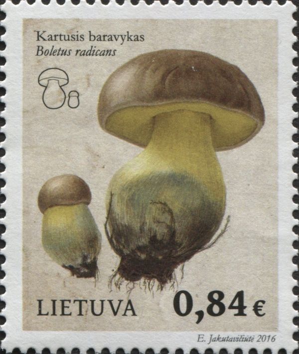 Bitter Boletus (Boletus radicans)