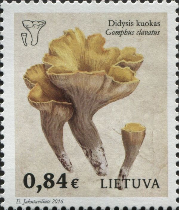 Large Club Mushroom (Gomphus clavatus)