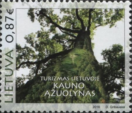Oak Tree, Azuolynas Park, Kaunas