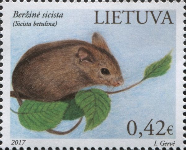 Northern Birch Mouse (Sicista betulina)