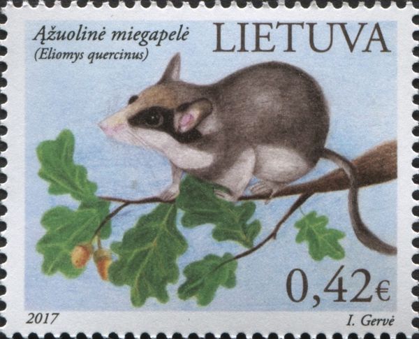 European Garden Dormouse (Eliomys quercinus)