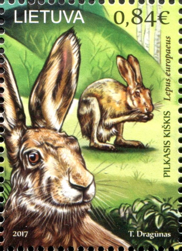 European Hare (Lepus europaeus)