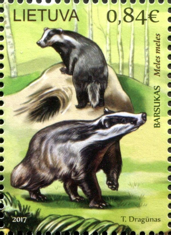Badger (Meles meles)