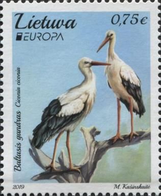 White Stork (Ciconia ciconia)