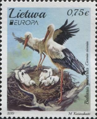White Stork (Ciconia ciconia)