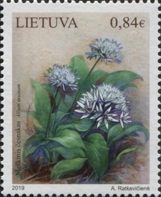 Wild Garlic (Allium ursinum)