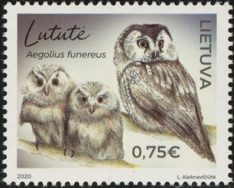 Boreal Owl (Aegolius funereus)