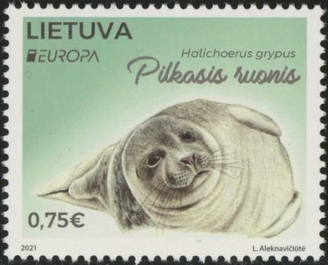 Grey Seal (Halichoerus grypus)