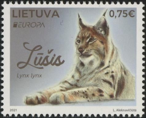 Eurasian Lynx (Lynx lynx)