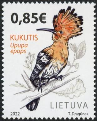 Eurasian Hoopoe (Upupa epops)