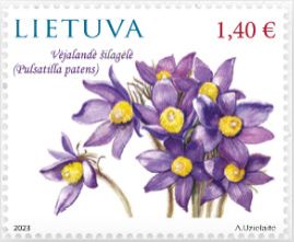 Pasque Flower (Pulsatilla patens)