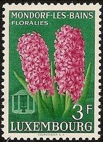 Red Hyacinths (Hyacinthus orientalis)