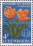Parrot Tulips (Tulipa hybr.)