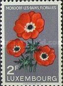 Anemones (Anemone coronaria)