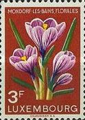 Crocuses (Crocus sp.)