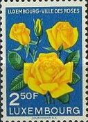 Yellow Roses (Rosa hybr.)