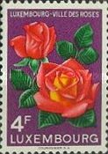 Red Roses (Rosa hybr.)
