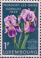 Iris (Iris germanica)