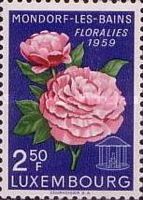 Peony (Paeonia officinalis)