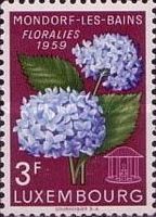 Hortensia (Hydrangea macrophylia)