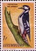 Great Spotted Woodpecker (Dendrocopos major)